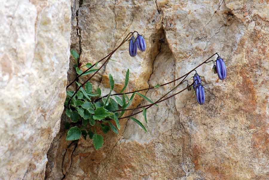 Campanula cochleariifolia / Campanula dei ghiaioni